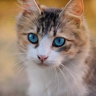 Paul's profile picture: a tabby and white cat with blue eyes